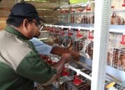 Tak Hanya Ayam, Warga Bojonegoro Juga Dapat Pakan Vitamin dan Kandang