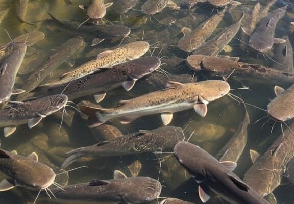 Bukan Sekadar Ikan Lele: KOLEGA, Jurus Jitu Bojonegoro Entaskan Kemiskinan