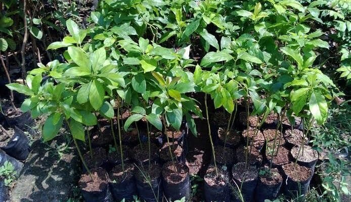 Pemkab Bojonegoro Bagikan Ribuan Bibit Alpukat Gratis, Ini Syaratnya