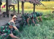 Prajurit Marinir Turun Sawah, Panen Bawang Merah di Bojonegoro Jadi Lebih Cepat