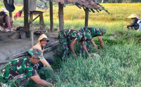 Prajurit Marinir Turun Sawah, Panen Bawang Merah di Bojonegoro Jadi Lebih Cepat