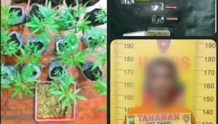 Rumah Pria di Malang Ini Disulap Jadi Kebun Ganja dan Gudang Sabu