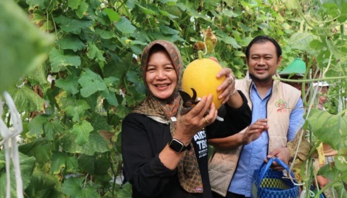 Jagong Gayeng Pertanian, Wabup Bojonegoro Panen Melon Premium di Sukorejo