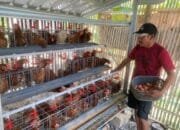 Telur Ayam Jadi Berkah, Warga Bojonegoro Mandiri Ekonomi Lewat GAYATRI