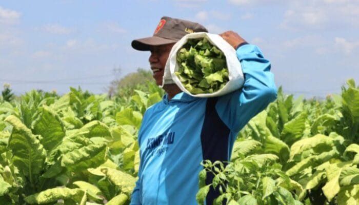 Cuaca Jadi Tantangan, Begini Strategi Petani Bojonegoro Jaga Kualitas Tembakau