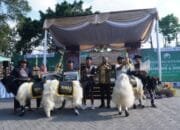 Inilah Jawara Adu Kambing dan Domba di Kota Batu