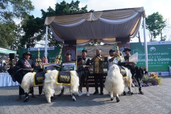 Inilah Jawara Adu Kambing dan Domba di Kota Batu