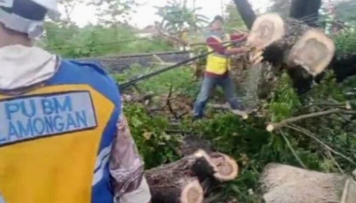 Pohon Tumbang Blokir Jalan Nasional, Arus Lalu Lintas Lamongan Lumpuh