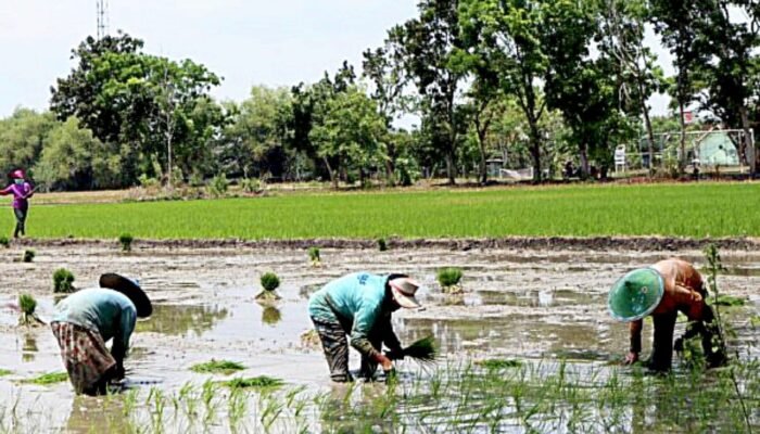 Petani Wajib Tau, Pupuk Subsidi Bojonegoro Siap Disalurkan