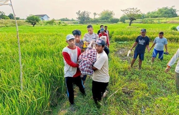 Petani Lamongan Tewas Terlilit Kabel Listrik Jebakan Tikus