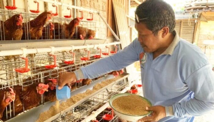GAYATRI Bojonegoro Ternyata Punya Formula Ampuh Rawat Ayam Petelur