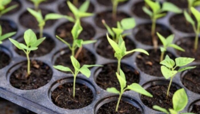 Cabai dari Pekarangan: Strategi Bojonegoro Wujudkan Ketahanan Pangan Keluarga