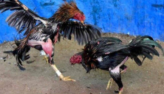 Judi Sabung Ayam di Sugihwaras Nganjuk Diduga Dilindungi Oknum APH