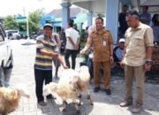 Program Anti Kemiskinan Bojonegoro Makin Nendang: Domba Dibagikan Lagi