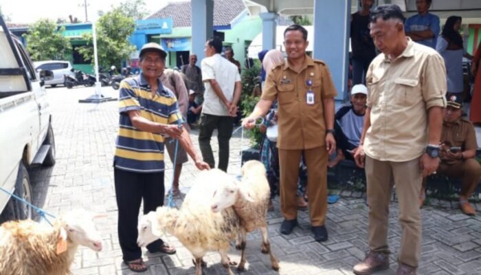 Program Anti Kemiskinan Bojonegoro Makin Nendang: Domba Dibagikan Lagi