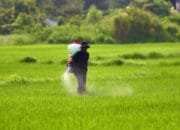 Berikut Harga Eceran Tertinggi Pupuk Bersubsidi di Bojonegoro Sekarang