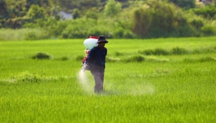 Berikut Harga Eceran Tertinggi Pupuk Bersubsidi di Bojonegoro Sekarang