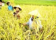 Luar Biasa, Bojonegoro Duduki Peringkat 2 Produksi Padi Terbesar se-Jatim