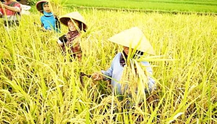 Luar Biasa, Bojonegoro Duduki Peringkat 2 Produksi Padi Terbesar se-Jatim