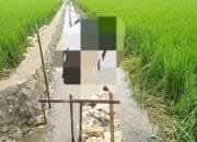 Parah, Proyek Irigasi Rp195 Juta Pandanwangi Tuban Dikerjakan di Genangan Air