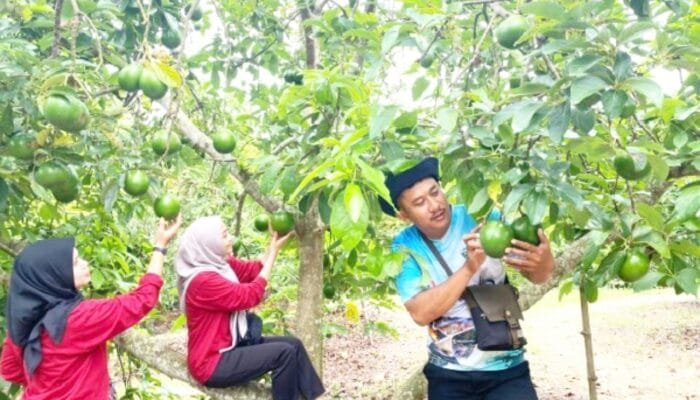 Agrowisata Baru Bojonegoro, Alpukatnya Bisa Petik Sendiri