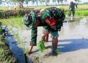 Wujudkan Ketahanan Pangan, Babinsa Bojonegoro Gotong Royong Tanam Padi
