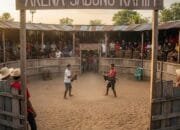 ‎Praktik Judi Sabung Ayam di Nganjuk Semakin Bebas Beraktivitas, Diduga Kamim Jadi Pengelola