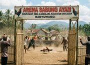 AJ Diduga Pengelola Sabung Ayam Garit Banyuwangi, Kok Bisa Kebal Hukum