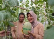 Bojonegoro Punya Wisata Melon Premium Langsung Petik Sendiri