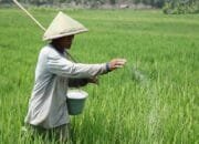 Penyaluran Pupuk Bersubsidi Bojonegoro Hampir 100 Persen