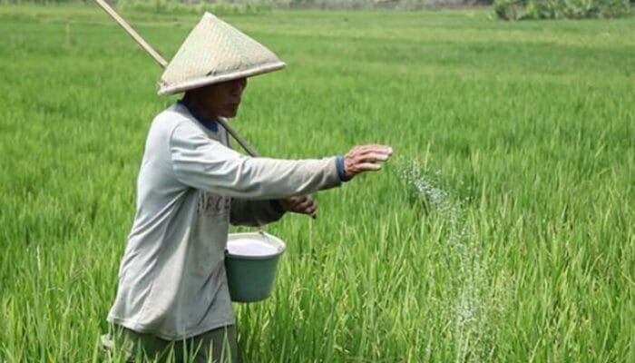 Penyaluran Pupuk Bersubsidi Bojonegoro Hampir 100 Persen