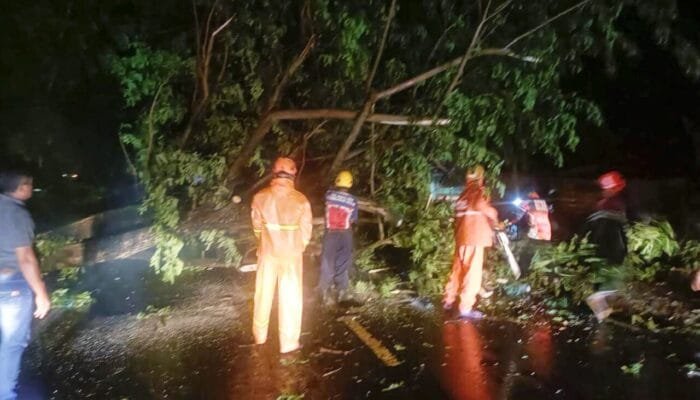Pohon Tumbang di Bojonegoro Tutupi Jalan Provinsi, Evakuasi Berlangsung Dramatis