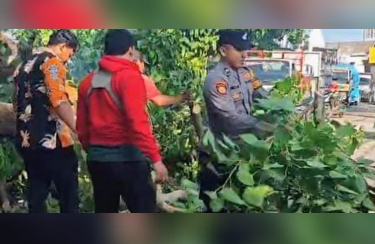 Cuaca Ekstrem, Pohon Besar Timpa Jalan Deandels Lamongan IMG 20251212 WA0009