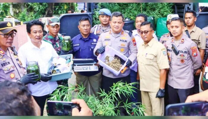 Kontrakan di Jombang Ternyata Kebun Ganja, Polisi Sita 110 Tanaman Siap Panen