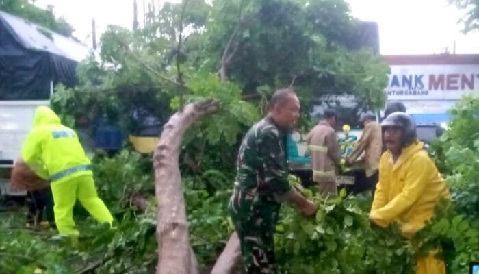Sinergi TNI Polri Damkar Evakuasi Pohon Tumbang di Lamongan