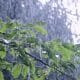 IMG 20251223 WA0021