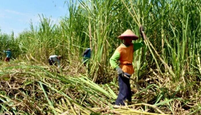 Dukung Swasembada Gula, Bojonegoro Siap Perluas Lahan Tebu Ribuan Hektare