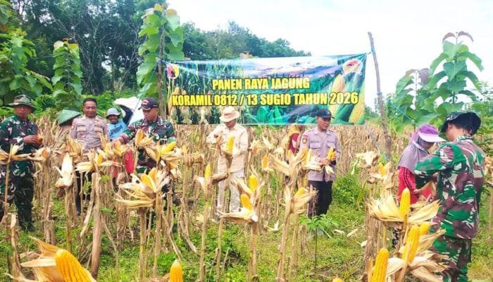 Ketahanan Pangan Menguat, Jagung Gondanglor Sugio Lamongan Dipanen Bersama TNI