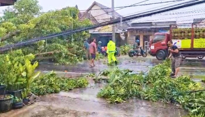 Cuaca Buruk Picu Pohon Tumbang, Lalu Lintas Lamongan Kembali Normal