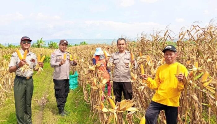 Panen Jagung di Kanor Bojonegoro, Polisi Sekaligus Sampaikan Himbauan Kamtibmas