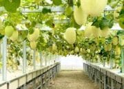 Agrowisata Melon Bojonegoro, Sekali Datang Dijamin Ingin Balik Lagi
