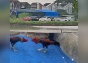 Sorak Judi Sabung Ayam Terdengar hingga Permukiman, Aparat Sidoarjo Dinilai Diam