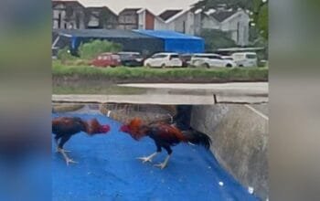 Sorak Judi Sabung Ayam Terdengar hingga Permukiman, Aparat Sidoarjo Dinilai Diam