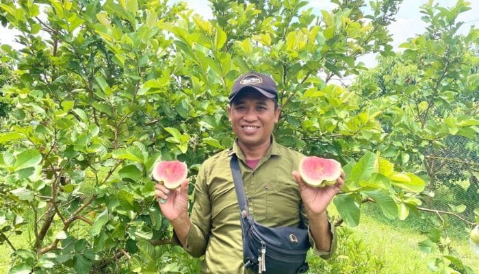 Satu-satunya di Bojonegoro, Wisata Petik Buah Jambu Kristal Merah Bandungrejo