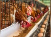 Dari 54 Ayam, Warga Drenges Bojonegoro Raup Jutaan Rupiah per Bulan