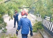 Respon Kilat Damkarmat Bojonegoro, Pohon Tumbang di Sendangrejo Tuntas Dievakuasi