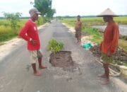 BKKD Jalan Aspal Rp2 Miliar di Ngampal Sumberrejo Bojonegoro Rusak Sebulan Usai Dikerjakan, Audit Diminta Bongkar Total