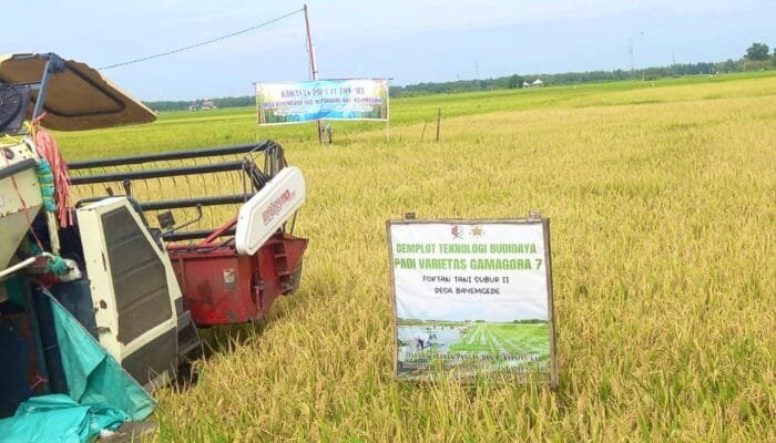 Panen Lebih Cepat dari Biasanya, Padi Gamagora 7 Bikin Petani Kepohbaru Bojonegoro Optimistis