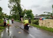 Pohon Jati Tumbang di Ardirejo, Polsek Sambeng Lamongan Gerak Cepat Evakuasi