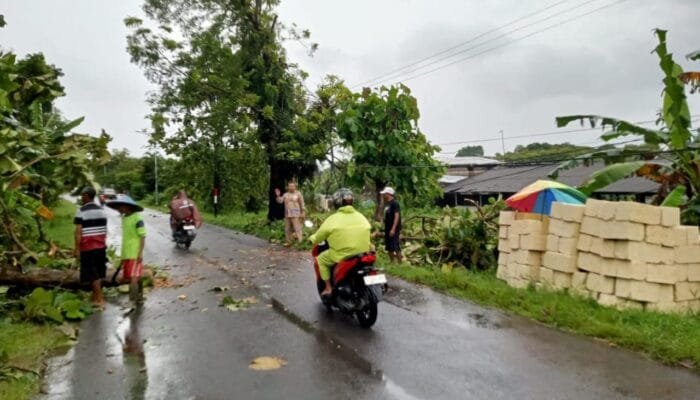 Pohon Jati Tumbang di Ardirejo, Polsek Sambeng Lamongan Gerak Cepat Evakuasi